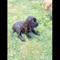 Cocker Spaniel (Working &amp; Show) - Bitches