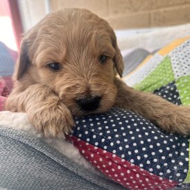 Goldendoodle - Both