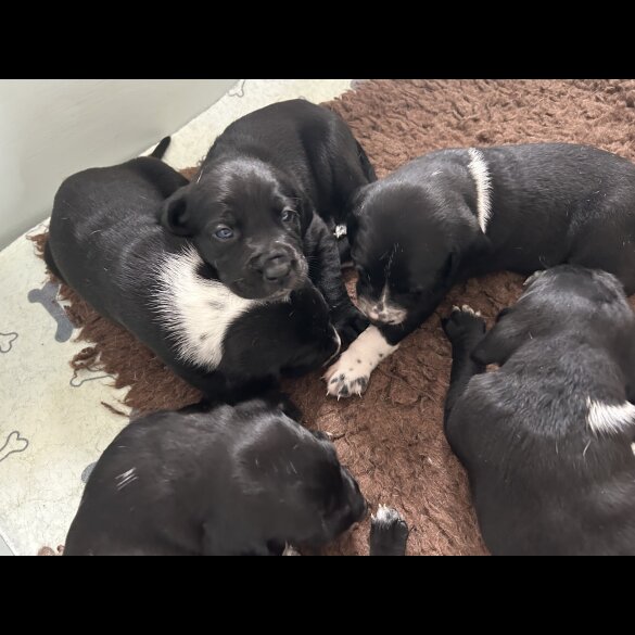 Mixed Breed - Both