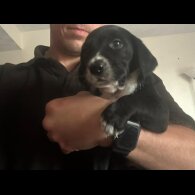 Mixed Breed - Both
