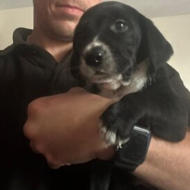 Mixed Breed - Both