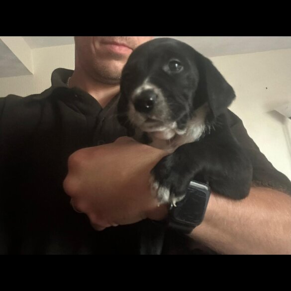 Mixed Breed - Both