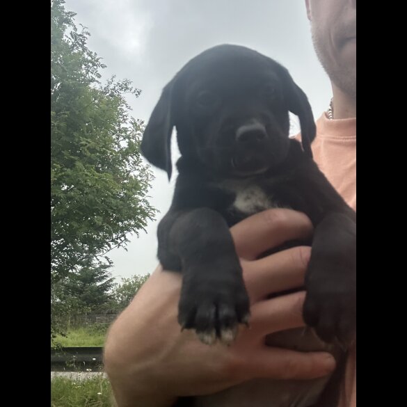 Mixed Breed - Both