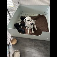 Mixed Breed - Both