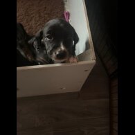 Mixed Breed - Both