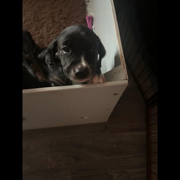 Mixed Breed - Both