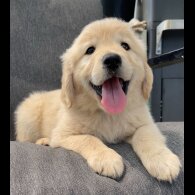 Golden Retriever - Both