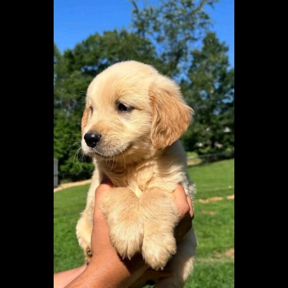 Golden Retriever - Both