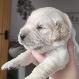 Golden Retriever - Both