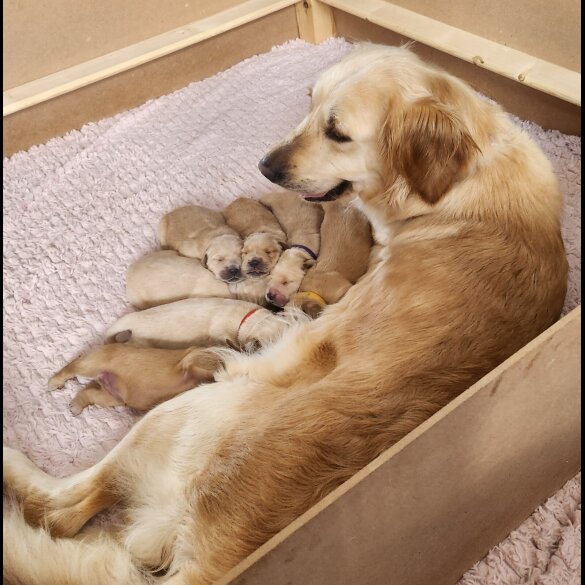 Golden Retriever - Both