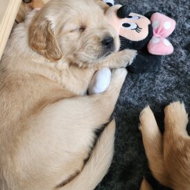 Golden Retriever - Both