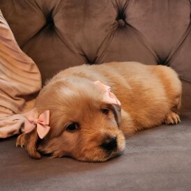 Golden Retriever - Both