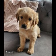Golden Retriever - Both