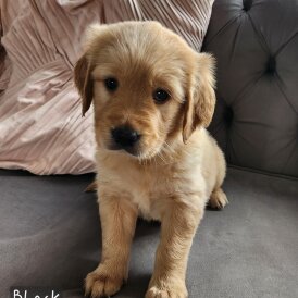 Golden Retriever - Both