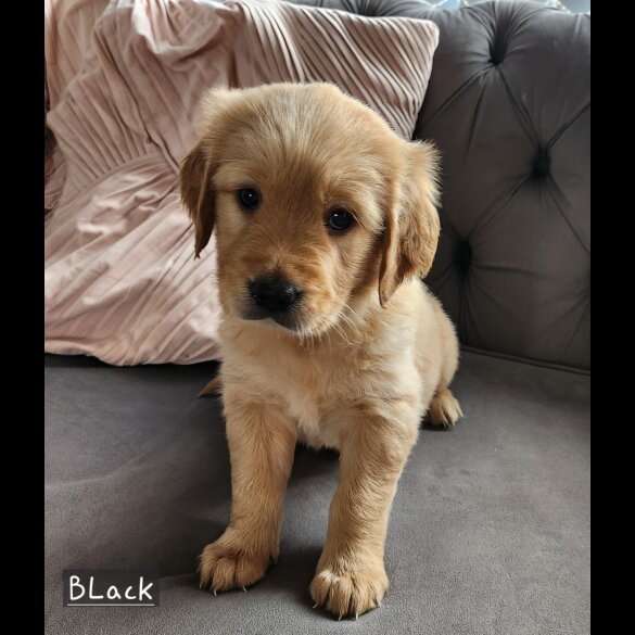 Golden Retriever - Both
