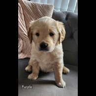 Golden Retriever - Both