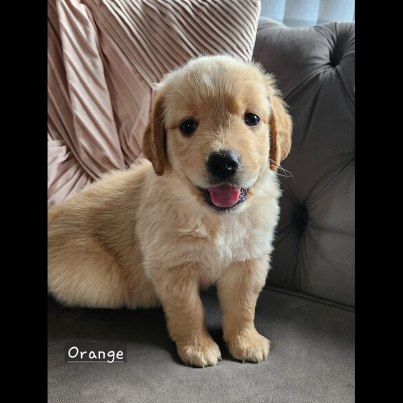 Golden Retriever - Both