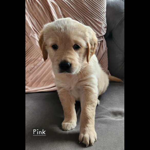 Golden Retriever - Both
