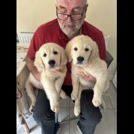 Golden Retriever - Both