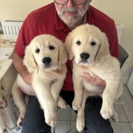 Golden Retriever - Both
