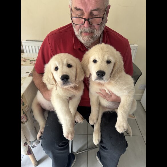 Golden Retriever - Both
