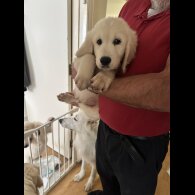 Golden Retriever - Both