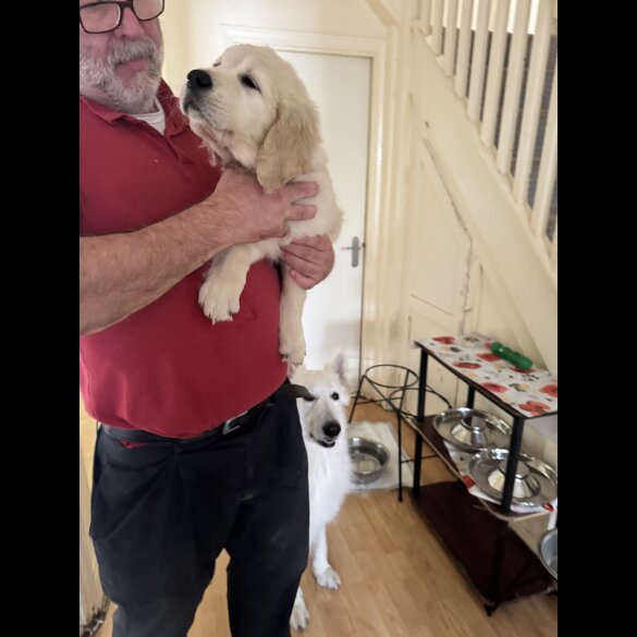 Golden Retriever - Both