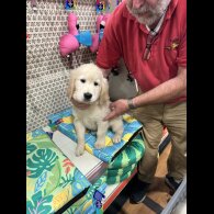 Golden Retriever - Both