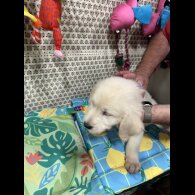 Golden Retriever - Both
