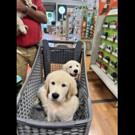 Golden Retriever - Both