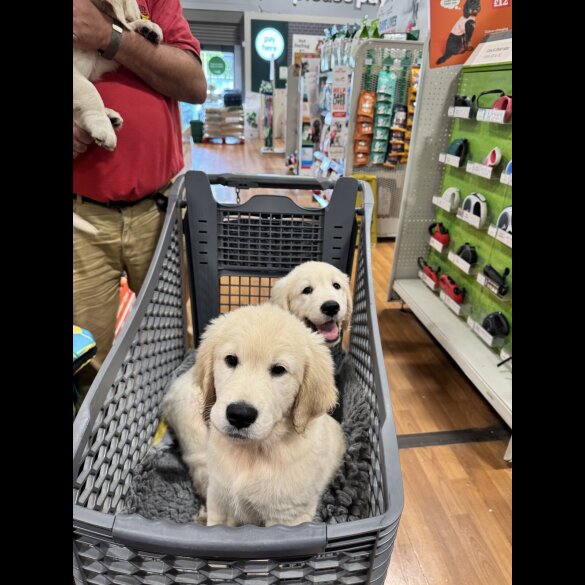 Golden Retriever - Both