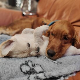 Golden Retriever - Both