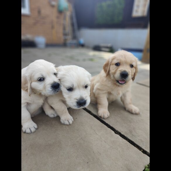 Golden Retriever - Both