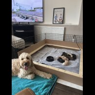 Goldendoodle - Both