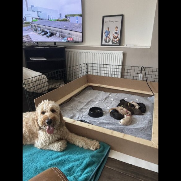 Goldendoodle - Both