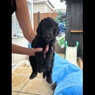 Goldendoodle - Both