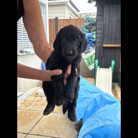 Goldendoodle - Both