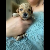Goldendoodle - Both