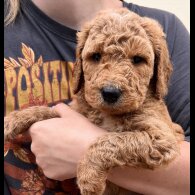 Goldendoodle - Both