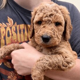 Goldendoodle - Both
