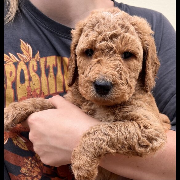 Goldendoodle - Both