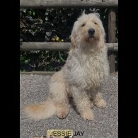 Goldendoodle - Both