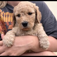 Goldendoodle - Both