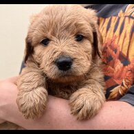 Goldendoodle - Both