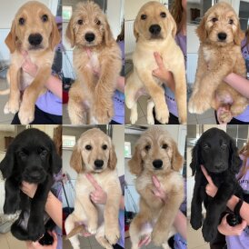 Goldendoodle - Both