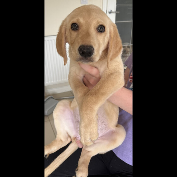 Goldendoodle - Both