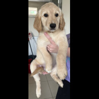 Goldendoodle - Both