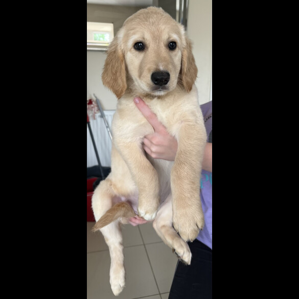 Goldendoodle - Both