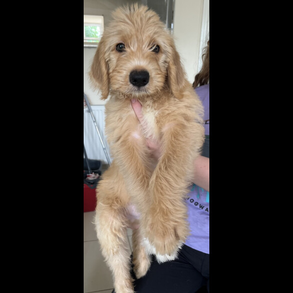Goldendoodle - Both