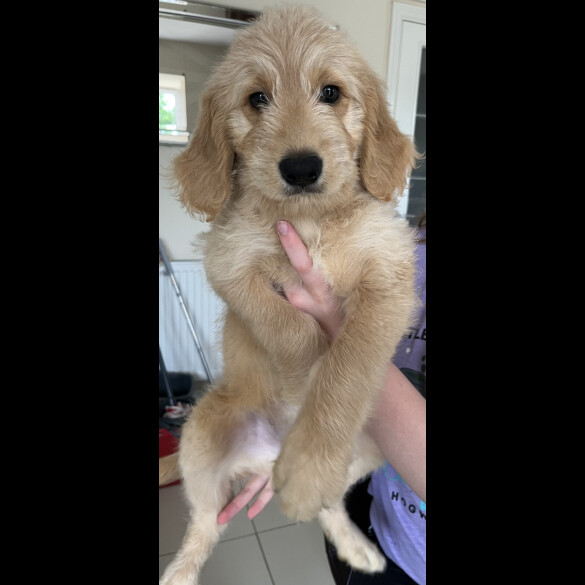 Goldendoodle - Both